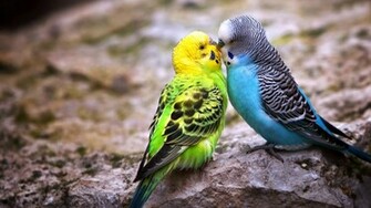Beautiful Nice And Lovely Birds Image Allfreshwallpaper