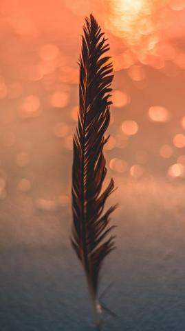 Wallpaper Feather Black Bokeh Blur Glare