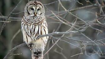 Hoot Owl Large Typical Man Eight Hooter Nature Owls Rain