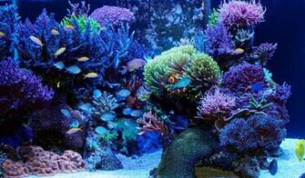 Here S Some Of Our Favorite Reef Aquariums We Would Like To Share With