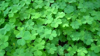 Clovers Wallpaper