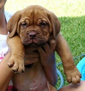 Dogue De Bordeaux Puppy Photo And Wallpaper Beautiful