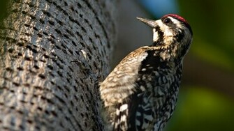 Woodpecker Desktop Wallpaper On Latoro