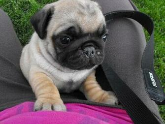 Pug Puppies Desktop Wallpaper Dogbreedswallpaper