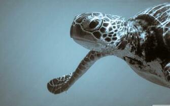 Sea Turtle 4k HD Desktop Wallpaper For Ultra Tv Wide