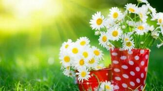 Most Beautiful Flowers Wallpaper HD