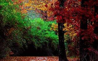 Forest Live Wallpaper