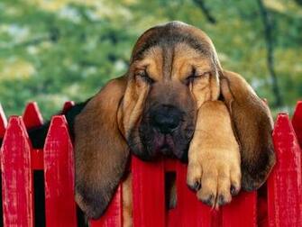 Cute Bloodhound Wallpaper