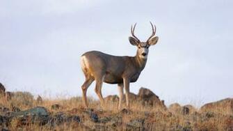 Fracking And National Park Wildlife Parks Conservation