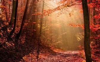 Misty Morning In Autumn Wallpaper