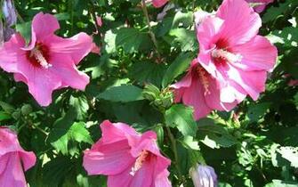 Hibiscus Flower Wallpaper