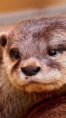 Animals Wallpaper iPhone Otters Cute Baby