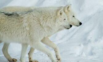 Arctic Wolf Wallpaper