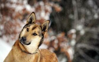 Dogs Winter