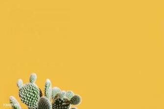 Cactus On A Yellow Background Image By Rawpixel Scott
