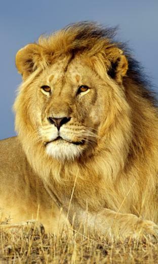Wallpaper For Your Blackberry HD Lion