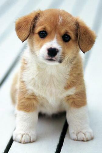 Cute Dog Baby Wallpaper HD Topwallpaper