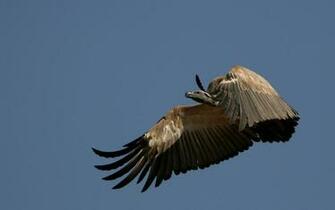 Vulture Wallpaper