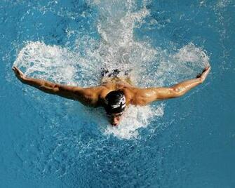 Swimming Image Butterfly HD Wallpaper And Background
