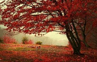Maroon Branches Nature Trees Tree Wallpaper Photos Pictures