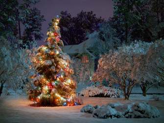 Outdoor Christmas Tree Wallpaper Stock
