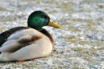 Mallard Duck Image
