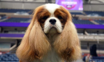 Westminster Dog Show Best Photos From Day Schedule