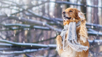 Dog Aesthetic Wallpaper