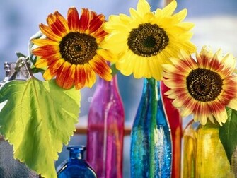 Flowers For Flower Lovers Background Desktop Wallpaper