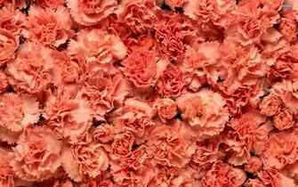 Carnation Photo