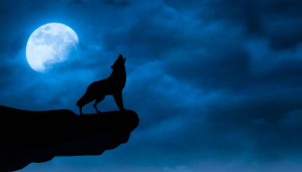 Top Cool Black Wolf Wallpaper Full HD 4k To Use
