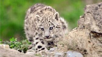 Mac Snow Leopard Desktop Wallpaper Weddingdressin