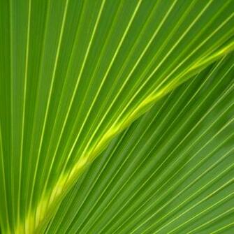 Palm Leaf iPad Wallpaper