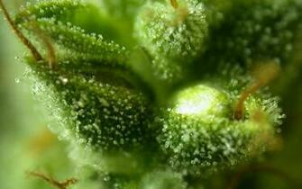 Marijuana Wallpaper Cannabis