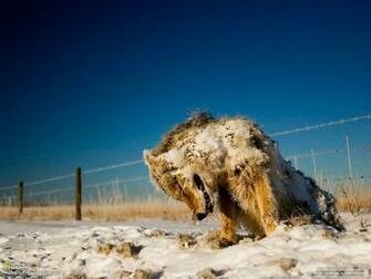 Nat Geo HD Wallpaper Wallpapery