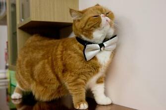 Cat Exotic Butterfly Gentleman Wallpaper