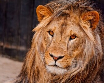 Lion Face Mane Wallpaper