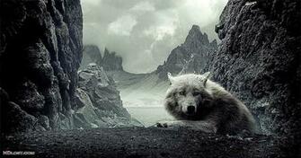 Dark Wolf HD Wallpaper Photo