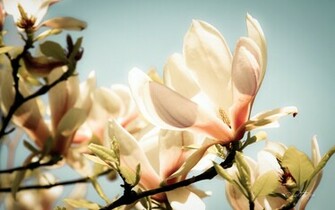 Magnolia Glow Wallpaper Ther Pie