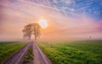 Fields Trees Way Sunrise Misty Wallpaper