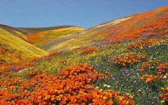 Spring Flowers Desktop Wallpaper High Definition