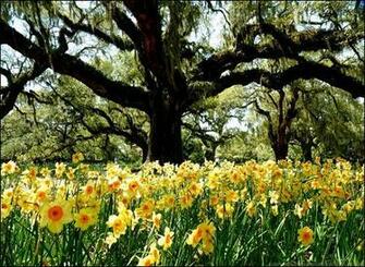 Spring Awakening Wallpaper