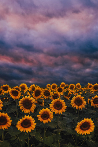 Aesthetic Desktop Wallpaper Cute Sunflower