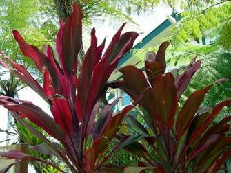 Tropical Far North Queensland Atherton Tablelands Tea House