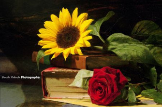 Rose And Sunflower Wallpaper