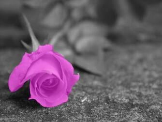 Black And White Pink Flower