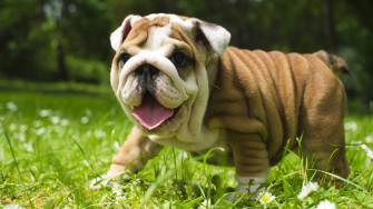 English Bulldog Desktop Wallpaper