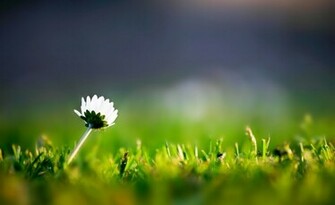 Wallpaper Google Nexus