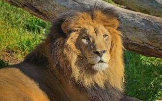 Ultra Aslan Resimleri Fotograf Wallpaper