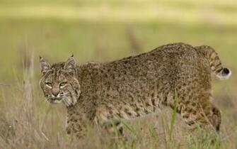 Bobcat Wallpaper Background
